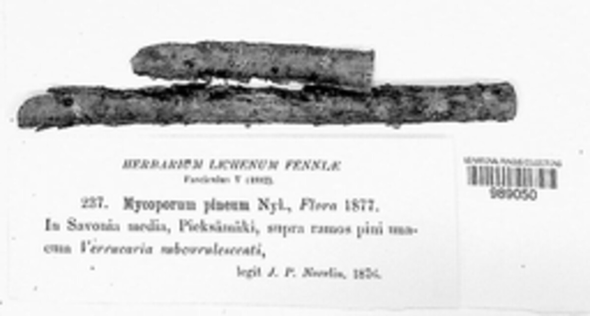 Mycoporum pineum image